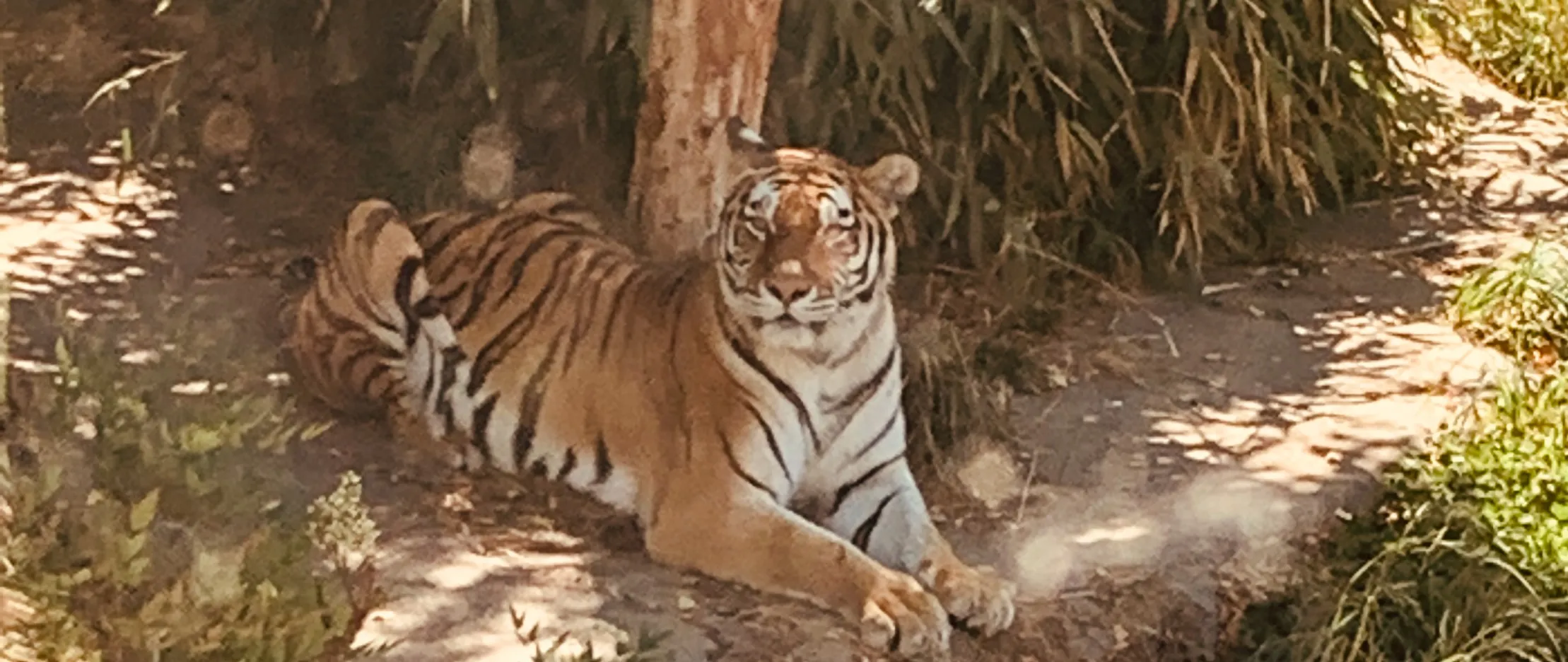 A tiger at the zoo where I saw Belle and Sebastian